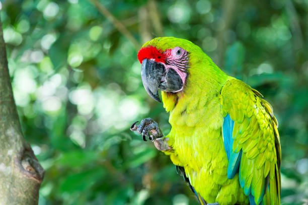 istock green ara macaw parrot outdoor 1282979983