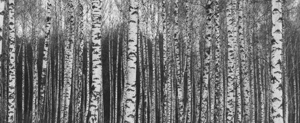 istock pattern of birch bark with black birch stripes on white birch bark 1282980340