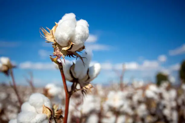 Photo of Cotton field (Turkey / Izmir). Agriculture concept photo.