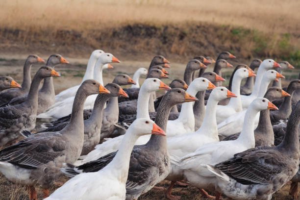 istock Domestic geese walking in a flock in a meadow 1282981924