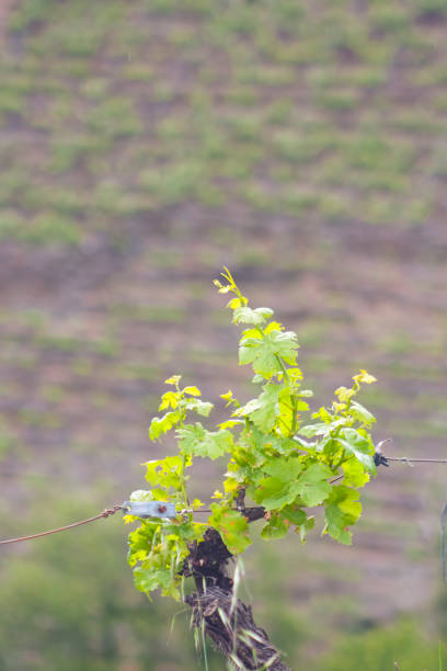 Vineyard in terraced fields, Ribeira Sacra, Galicia, Spain.  Vine with green leaves in the foreground, steep terraced slope in the background, Ribeira Sacra area, a special winemaking and touristic area in Galicia, Spain. Camino de Santiago. Early springtime.