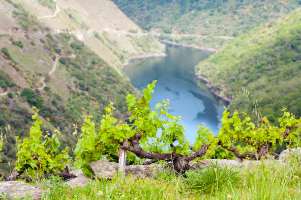 Vineyard in terraced fields, Ribeira Sacra, Galicia, Spain.  Vines with green leaves in the foreground, river Sil gorge, steep terraced fields on slopes in the background, Ribeira Sacra area, a special winemaking and touristic area in Galicia, Spain. Camino de Santiago. Early springtime.