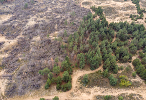 istock A burnt-out coniferous forest with fallen trees. Consequences of a natural disaster. View from above 1282983348
