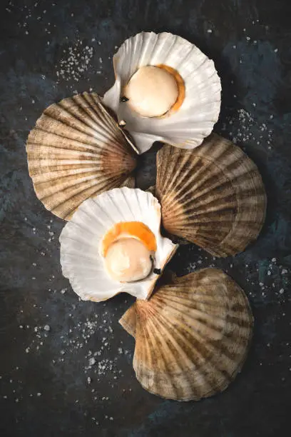 Fresh scallops on a dark rustic background with sea salt crystals. Mediterranean Seafood Cuisine