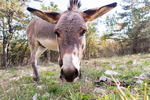 Curious Donkey on the Autumn Pasture