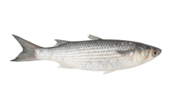 istock Grey mullet fish isolated on white background 1282985322