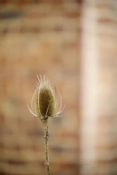 Striking beauty of this delicate thorny plant posing against a brick wall by the fields