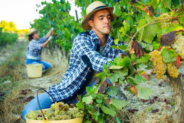 istock Man proffesional winemaker during harvesting of grape in vineyard 1282985680