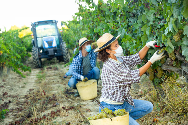 istock Young man winemaker picking harvest of grapes in vineyard at fields 1282985686