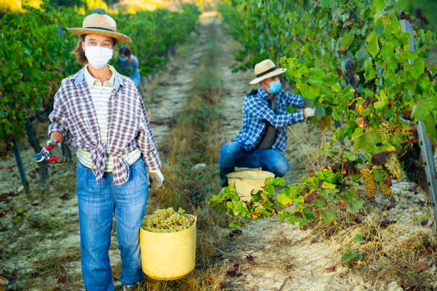 istock Farm workwoman in protective mask carrying bucket with grapes 1282985690