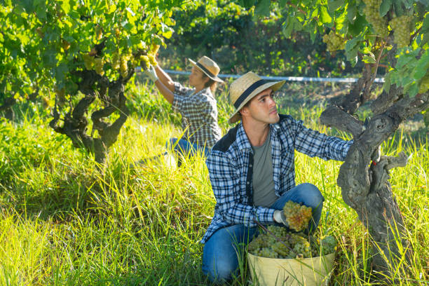 istock Male farmer harvesting ripe white grapes in vineyard 1282986206