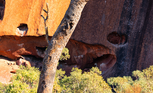 Uluru, Northern Territory, Australia - August 08, 2019: Morning sun shines down on Uluru in the Australian Outback. A genuine Wonder of the Natural World (and a UNESCO World Heritage Site), it's also a sacred place to the local Anangu people. In the foreground we see the trunk of a eucalyptus tree near the Mutijulu Waterhole.