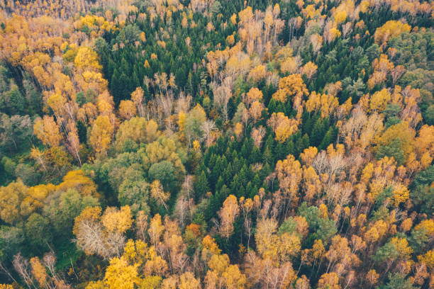 istock Colorful atumn forest from above. 1282986903