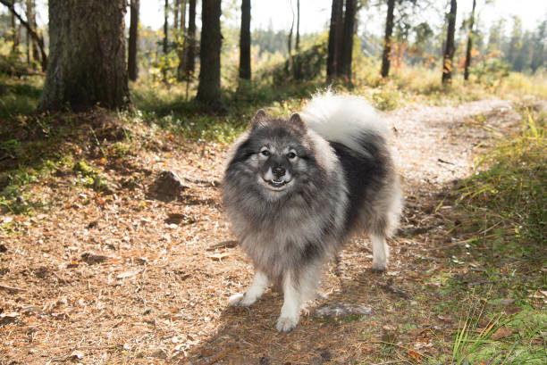 le keeshond de sourire se tient sur un chemin ensoleillé - keeshond photos et images de collection