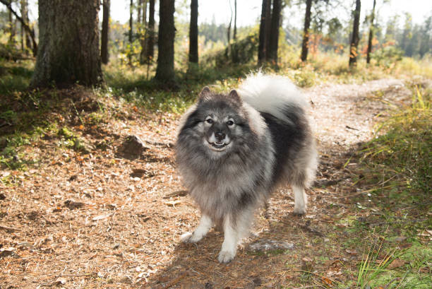 Smiling Keeshond stands on a sunlit path stock photo