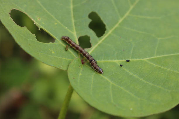 istock Close-up of a caterpillar eating a Cotton leaf 1282988186