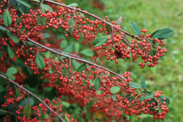 Cotoneaster lacteus bush with many red berries Cotoneaster lacteus bush with many red berries on branches on autumn season cotoneaster stock pictures, royalty-free photos & images