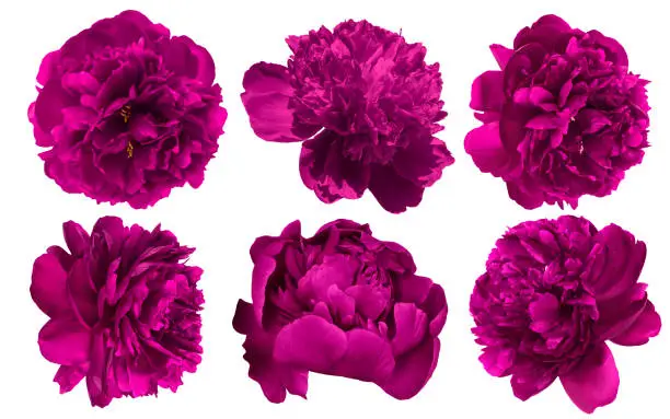 Photo of Set of beautiful burgundy purple peony flowers blossom isolated on white background. Soft pastel toned. Floral springtime. Copy space