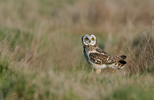 Short-Eared Owl in swamp