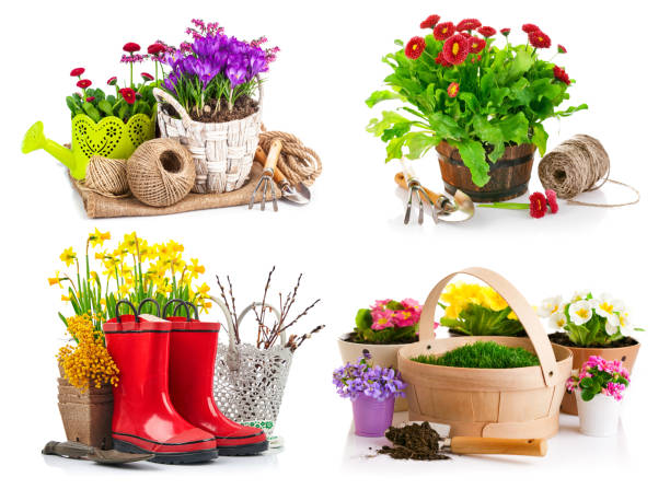 istock Collage set Garden spring flowers crocus in wicker basket 1282989510