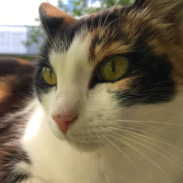 istock A close up of a cat 1282989530