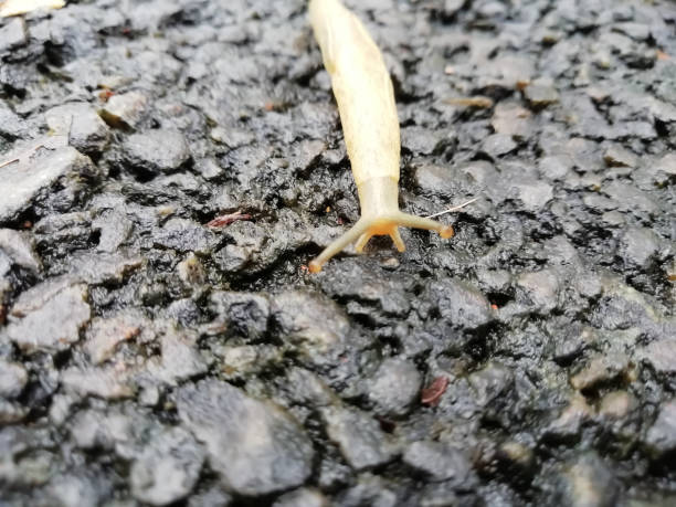 istock closeup view of a snail moving over the surface 1282989753