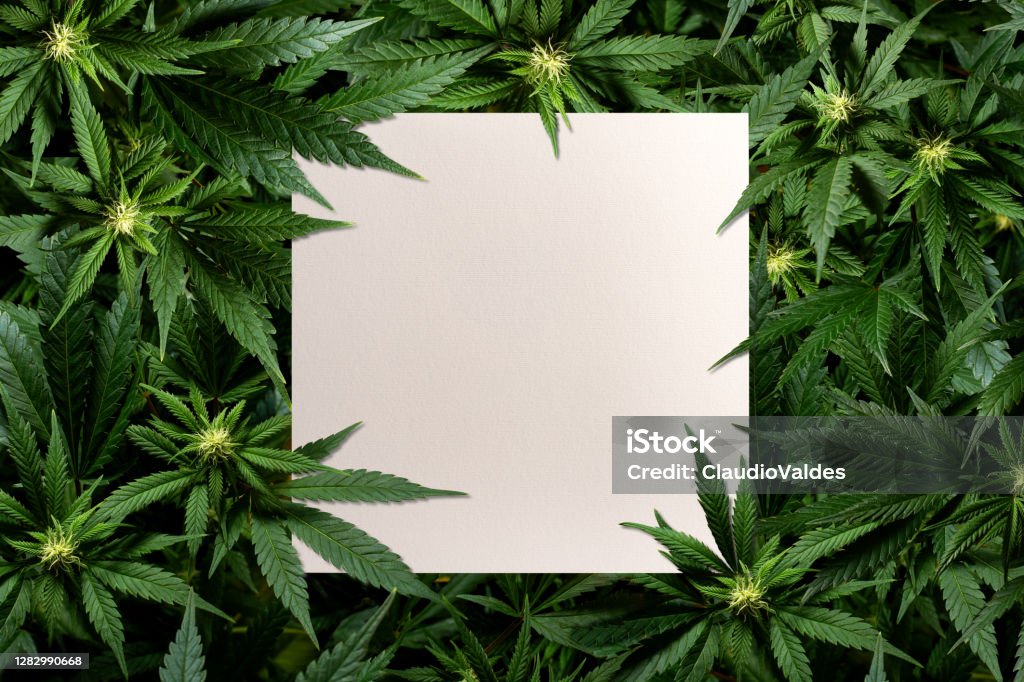 Square card among marijuana plants Square card among marijuana plants with space for text Cannabis Plant Stock Photo
