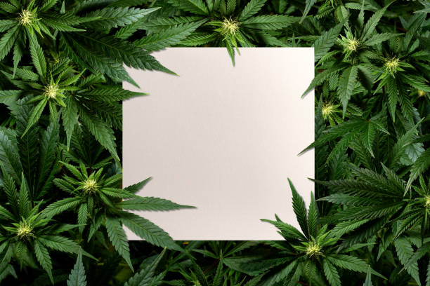Square card among marijuana plants stock photo