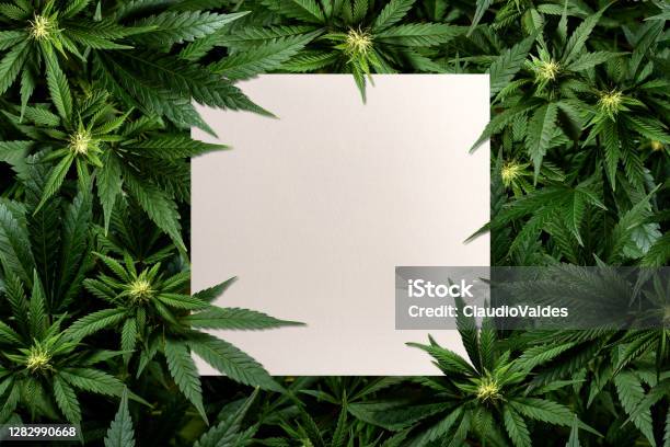 Square Card Among Marijuana Plants Stock Photo - Download Image Now - Cannabis Plant, Marijuana - Herbal Cannabis, Cannabidiol