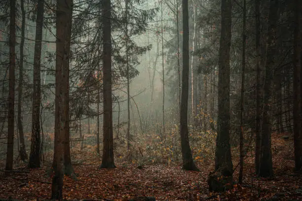 Moody, empty forest background on a foggy morning with copy space