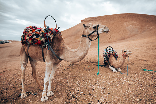 Camels resting during break time at short tourist tour around the beginning of Sahara desert in Douz, Tunisia.