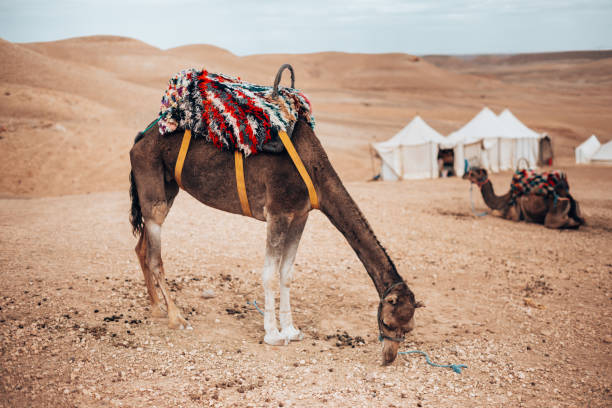 istock dromedary at the sahara desert 1282991115