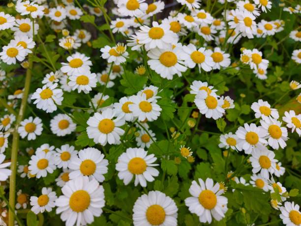 istock Natural background of many white daisies. 1282991120