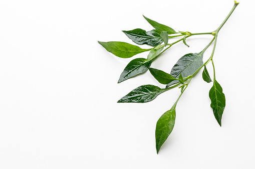 close up of chilli green leaves isolated on white background with copy space for texting.