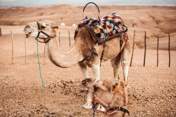 dromedary at the sahara desert - bactrian camel imagens e fotografias de stock