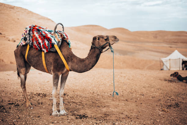 istock dromedary at the sahara desert 1282991813