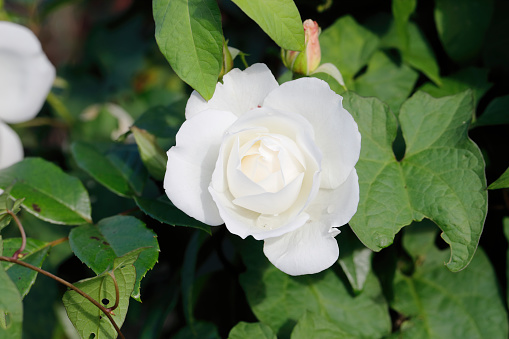A white garden rose in close up surrounded by green leaves.