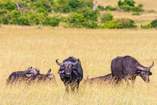 istock Savanna landscape with African Buffalos 1282996168