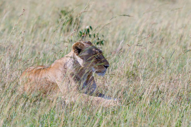 istock Wild Lioness lying down in the grass at the savanna 1282996175