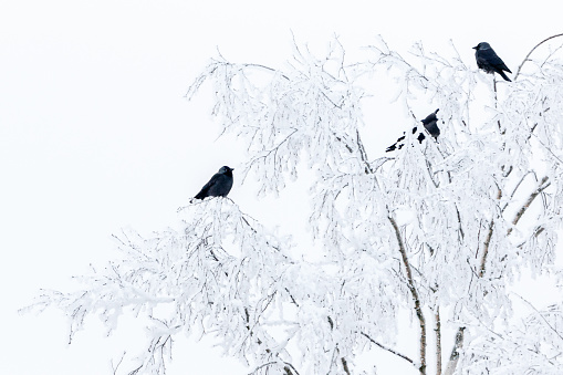 Flock of Jackdaws in trees with frost in winter