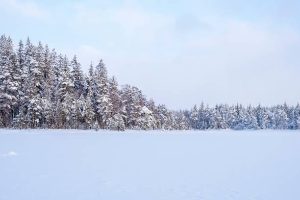 Coniferous forest at a lake covered with snow in the wilderness