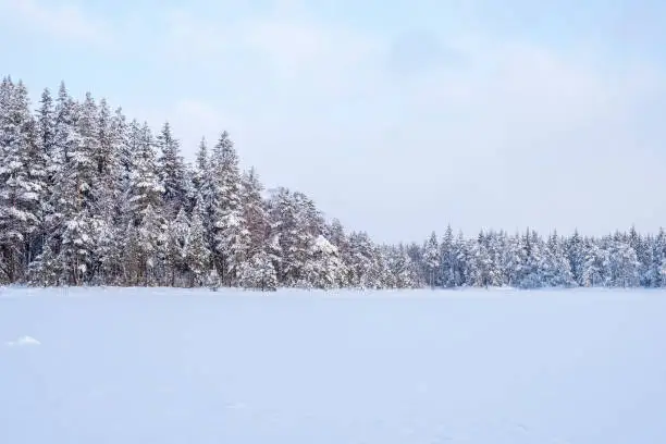 Photo of Coniferous forest at a lake covered with snow in the wilderness