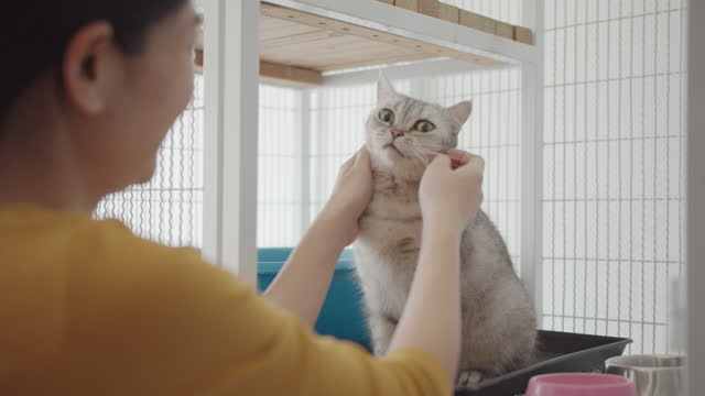 4k footage Asian woman stroking and petting a cute kitten in a cage of a shelter at cat adoption center. A cute cat waiting to be rescued and adopted to new home. Pet Adoption concept.