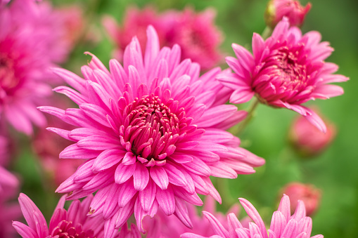 Pink flowers of the aster. Aster Dumosus.