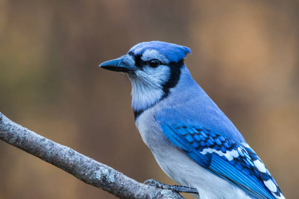 istock Blue Jay closeup looking left with golden fall foliage background copy space   showing wings 1282997521