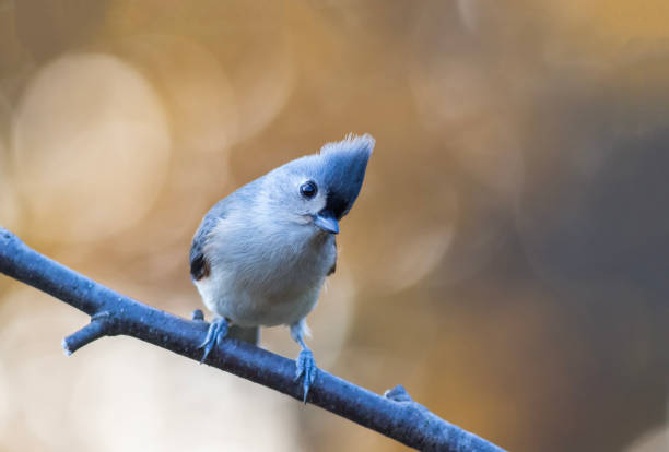 istock Tufted Titmouse closeup looking right with golden fall foliage background copy space 1282997524
