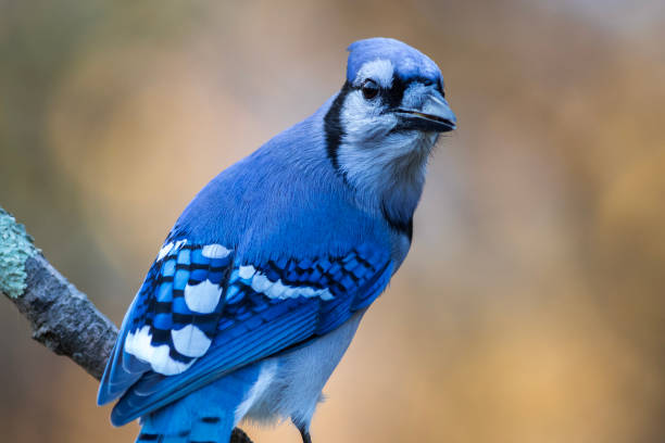 istock Blue Jay closeup looking right showing wings with golden fall foliage background copy space   showing wings 1282997536