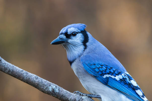 istock Blue Jay closeup looking left with golden fall foliage background copy space   showing wings 1282997539
