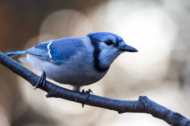 istock Blue Jay closeup looking right with golden fall foliage background copy space   showing wings 1282997579
