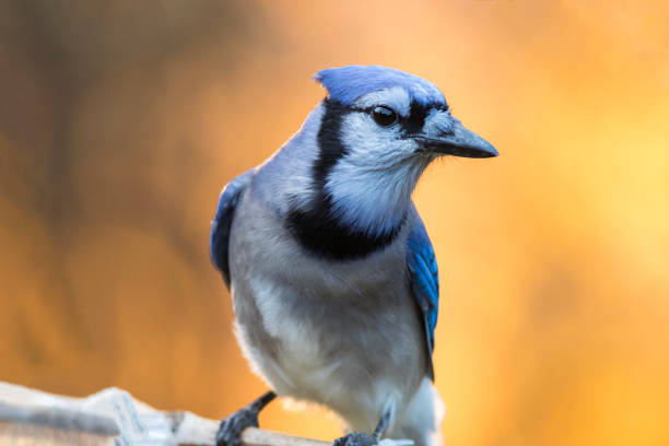 istock Blue Jay closeup looking right with golden fall foliage background copy space   showing wings 1282997615